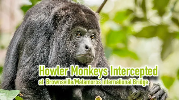 Daring Smuggle Attempt Thwarted: Howler Monkeys Seized at Texas Border
