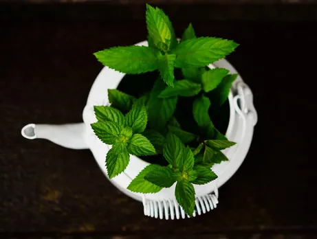 Unlock the Power of Peppermint: Impressive Health Benefits and Practical Uses