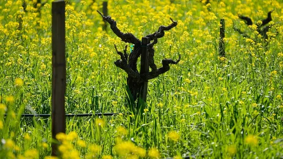 Mustard Fields in Bloom: Northern California's Wine Country Marries Beauty with Biodiversity