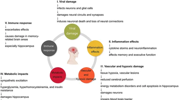 Lingering Shadows: The Long-term Cognitive Impact of COVID-19 Unveiled