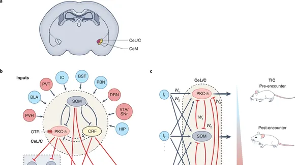 Unveiling the Complex Role of the Central Amygdala in Alcohol Consumption and Behavior