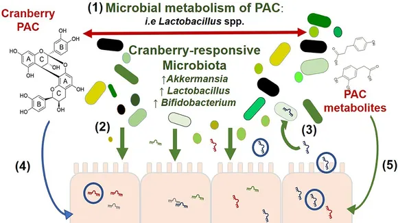 New Study Reveals Cranberry Extract's Prebiotic Power in Modulating Gut Microbiota