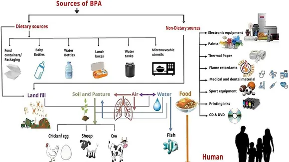 Unveiling the Hidden Dangers: How BPA Exposure Influences Childhood Obesity Through Gut Microbiota