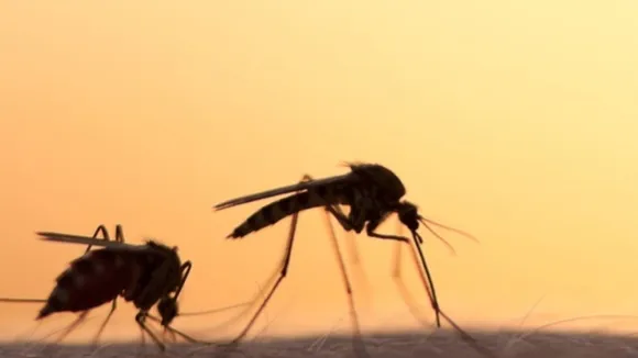 British Biotech's Bold Bet: GM Mosquitoes to Combat Dengue Fever in Brazil