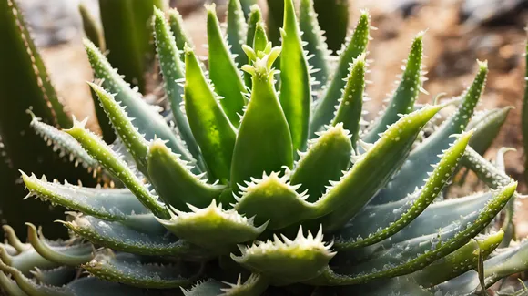 Unlocking the Potential of Aloe Vera Juice: Health Benefits and Side Effects