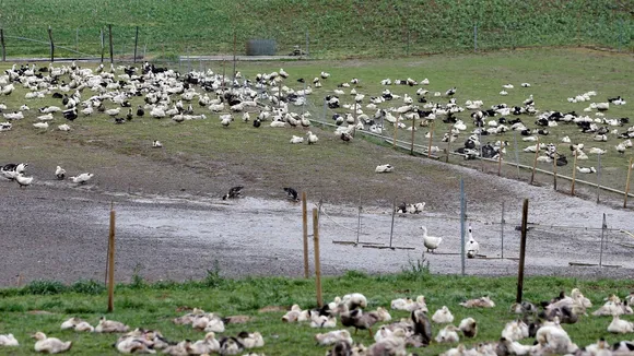 High-Risk Alert in France Due to Bird Flu Outbreak: What You Need to Know