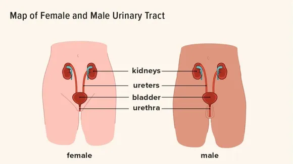 Understanding Bladder Infections and Urinary Tract Infections: Differences, Diagnosis, and Management