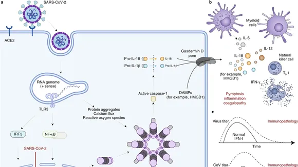 Understanding SARS-CoV-2 Immunity: Insights from ADLM's COVID Immunity Study