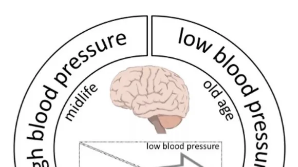 The Role of Immune System Cells in Cognitive Decline due to High Blood Pressure