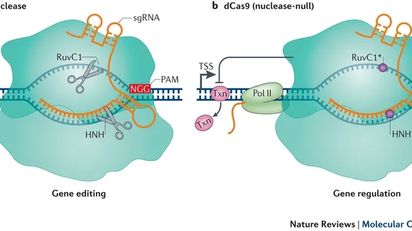 The Evolution of Genome Editing: Beyond the Cas9 Nuclease