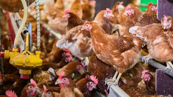 Understanding the Recent H5N1 Bird Flu Outbreak and Its Impact