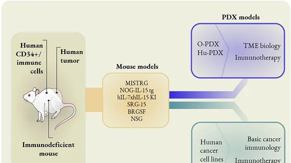 Revolutionizing Cancer Treatment: The Humanized Mouse Model Developed by Kobe University
