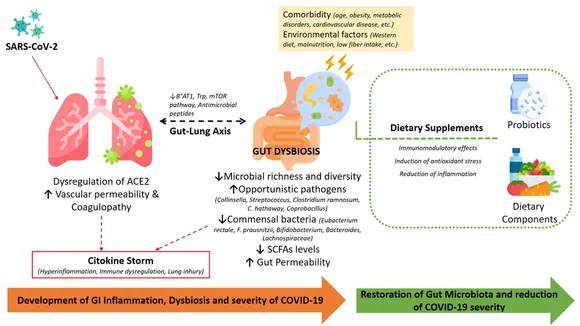 Modulating the Gut Microbiome: A Promising Approach to Alleviating Long Covid Symptoms