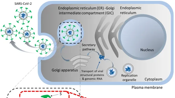 Unmasking the Hidden Reservoir of SARS-CoV-2: Extracellular Vesicles