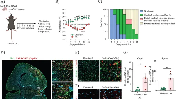 The Impact of Being Overweight on COVID-19 Immune Response: An Insight