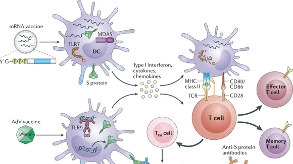The Impact of Vaccination on T Cell Functionality in Recovered COVID-19 Patients