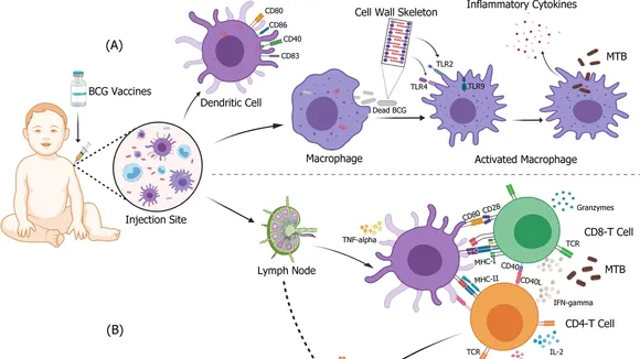 The Potential of the BCG Vaccine in Boosting Innate Immunity: A Closer Look
