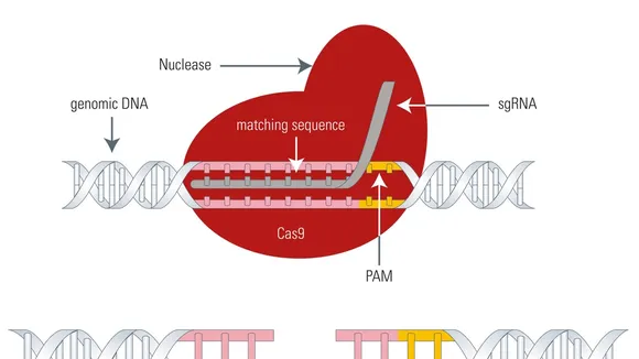 CRISPR Technology: Revolutionizing Genomic Medicine and Beyond
