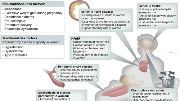 Understanding the Impact of Obesity and Menopause on Vascular Function in Postmenopausal Women