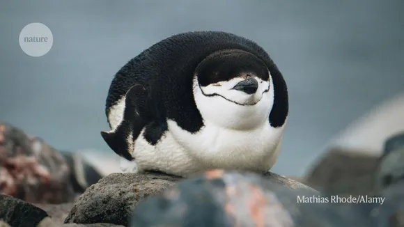 Unraveling the Mystery of Microsleeps: Insights from Chinstrap Penguins and Implications for Humans