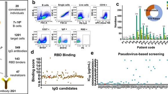 A Potent Pan-Betacoronavirus Antibody: A Pathway to a Universal Vaccine