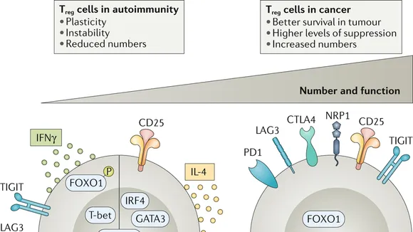 Unlocking the Therapeutic Potential of Regulatory T Cells in Immune Regulation