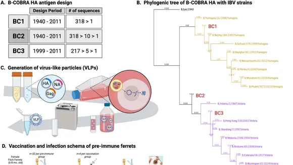 The WHO's Decision to Reformulate Flu Vaccines: Removing the B/Yamagata Component