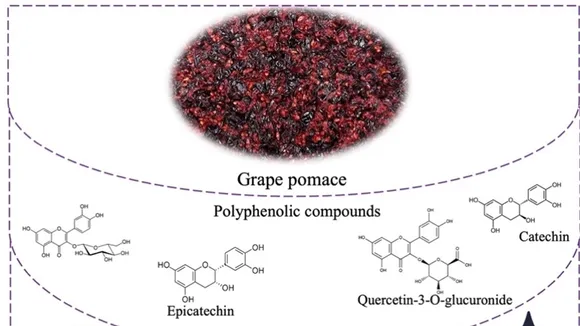 Grape Pomace: Unleashing the Health Benefits of Winemaking By-Product