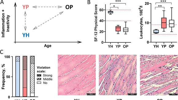 Inactivity and Chronic Inflammation: Major Drivers of Age-Related Changes in Muscle Gene Expression