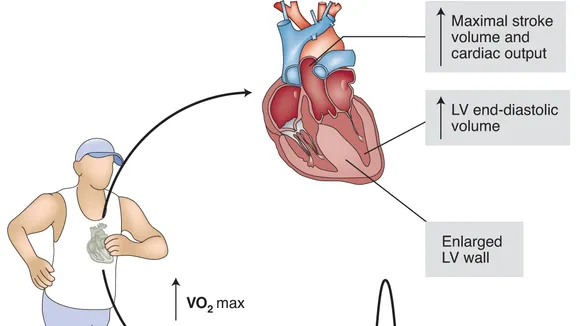 Exercise and Heart Health: The Balance Between Benefit and Risk