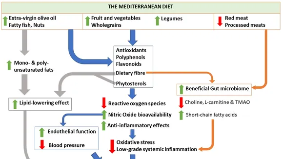 The Mediterranean Diet and its Cardioprotective Benefits in Women: A Review
