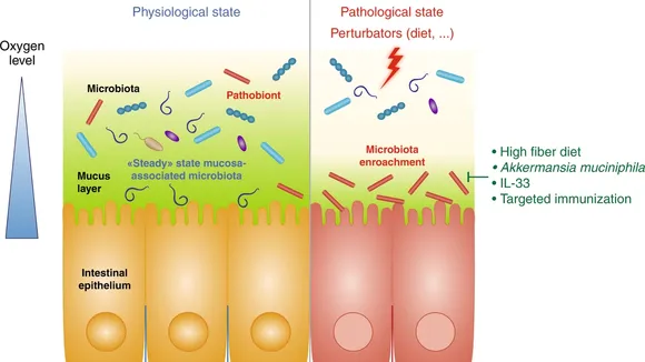 The Gut Microbiota: A Key Player in Health and Disease