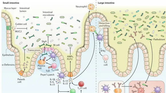 Understanding the Role of Mucosal Gene-Microbe Interactions in Inflammatory Bowel Disease: A Comprehensive Study