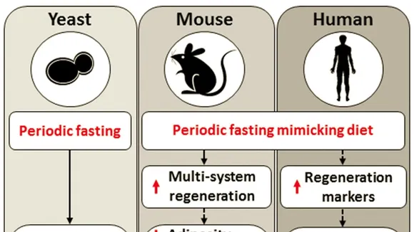 Unveiling the Fasting-Mimicking Diet: A Key to Reducing Biological Age and Disease Risk Factors