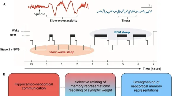 The Crucial Role of Sleep in Consolidating Complex Memories and Enhancing Cognitive Health