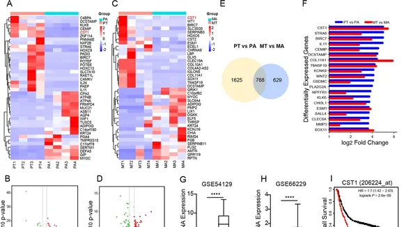 Unraveling the Connection Between Gastric Cancer and Ferroptosis Genes: Biomarkers and Prognostic Models