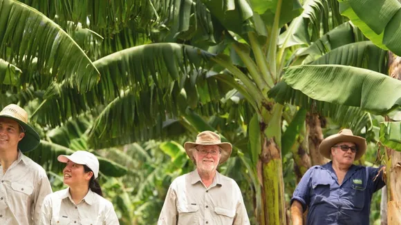 A New Hope for the Banana Industry: Genetically Modified Bananas Approved in Australia and New Zealand