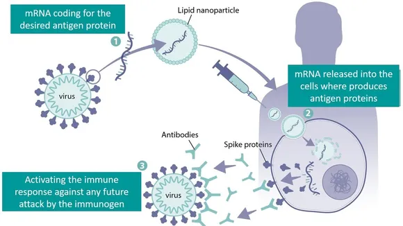 Comparative Study on Monovalent, Bivalent, and Pentavalent HCMV gB mRNA-LNP Vaccines: Immunogenicity Insights