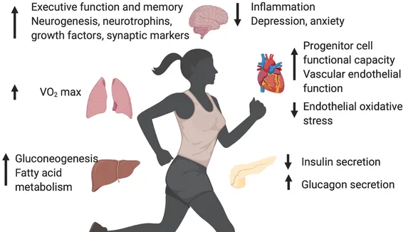 The Impact of Aerobic Exercise on Brain Plasticity and Cognitive Health: An Insight into Age-Dependent Effects