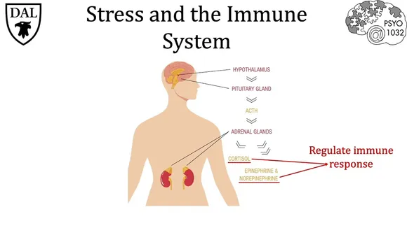 Unraveling the Impact of Stress on Health: Implications for Your Immune System and Beyond