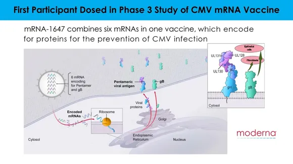 Promising mRNA Vaccine by Moderna Shows Strong Immune Response Against CMV Infection