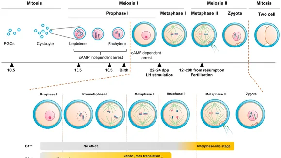 Understanding the Molecular Recycling System in Mouse Oocytes: Insights into Fertility Aging