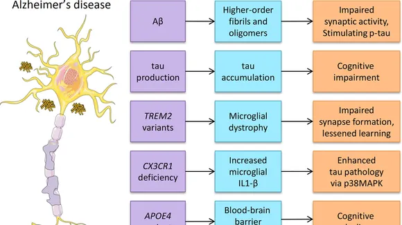 Understanding Alzheimerâs Disease: A Deep Dive into Neurochemical Changes and Potential Treatment Approaches