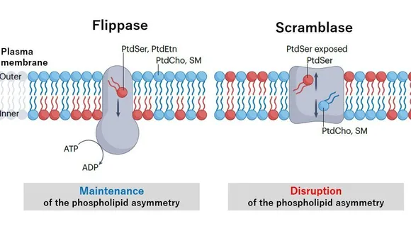 Understanding the Role of Plasma Membrane Flippases and Their Intricate Regulation