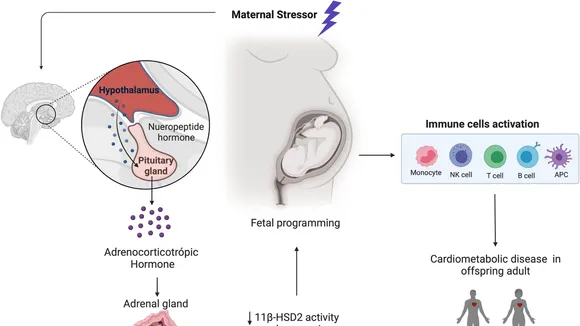The Unseen Legacy of Prenatal Stress: Linking Maternal Grief to Heart Failure Risk in Offspring
