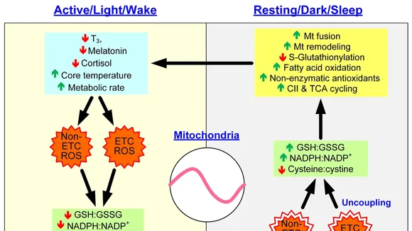 Exploring the Role of Mitochondrial-Based Signaling in Brain Energy Metabolism and Sleep Regulation