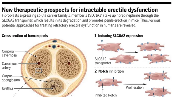 Unveiling New Therapeutic Potentials for Erectile Dysfunction: Insights from Mouse Studies