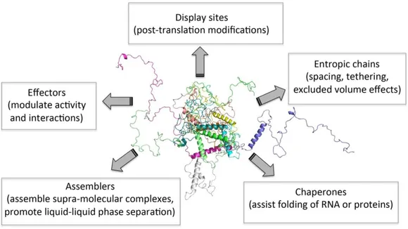 Unraveling the Selective Partitioning of Intrinsically Disordered Proteins: Implications for Synthetic Biology