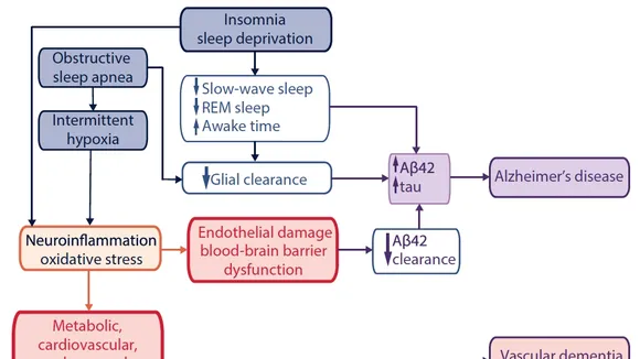 Unveiling the Link Between Sleep Apnea and Alzheimer's Disease: An In-depth Analysis