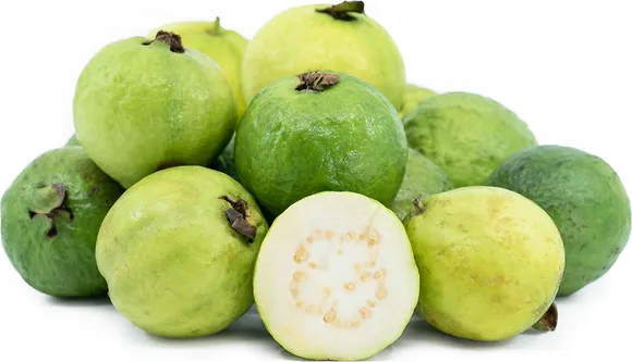 Mexican Cream Guavas Information and Facts